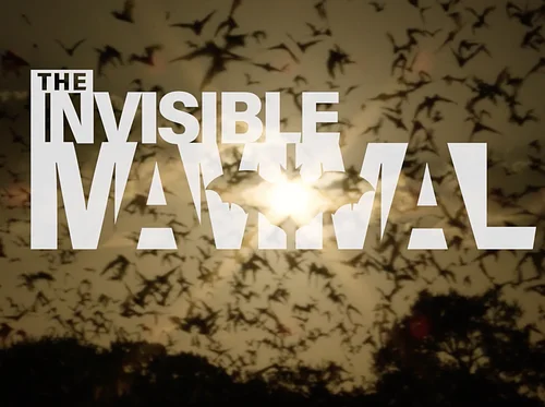 FILM@LIM: The Invisible Mammal | Free