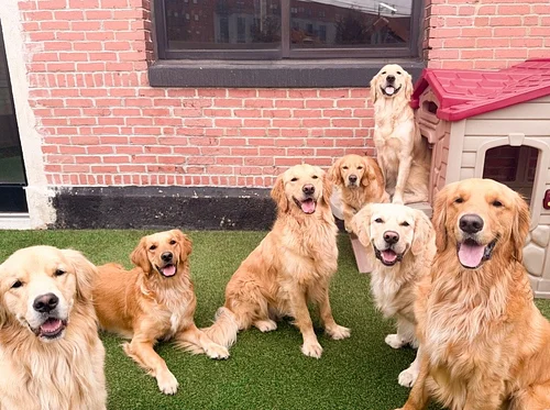 Golden Retriever Meet Up