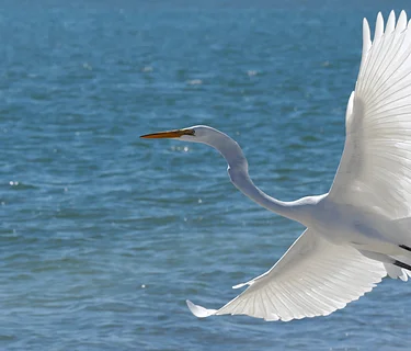 Buy the Artworks of ‘Rise’ Online