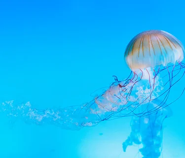 Mote-ivational Science Lectures: Dr. Dominique Gallery