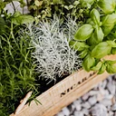 Let’s Get Growing! Garden DIY