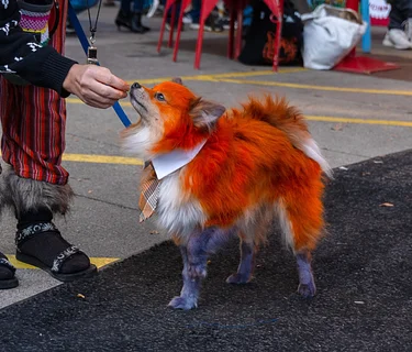 Howl-O-Ween Dog Costume Contest