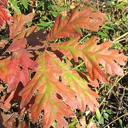 Fall Colors Walk, October 26