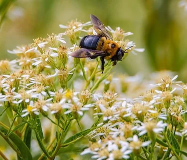 PollinaTours of Green-Wood 