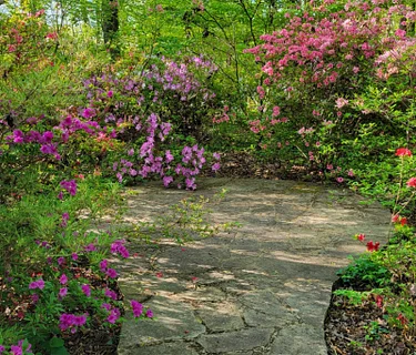 Budburst & Bloom | Nature Academy Class