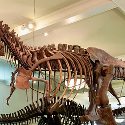 Travel with the RWPZ to the American Museum of Natural History!