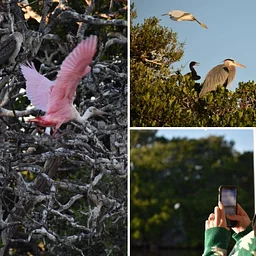 Art & Nature Sunset Tours with the MFA & Tampa Bay Watch Discovery Center