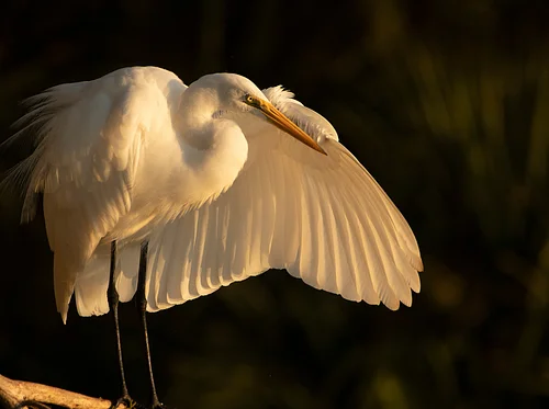 Bird and Wildlife Photography