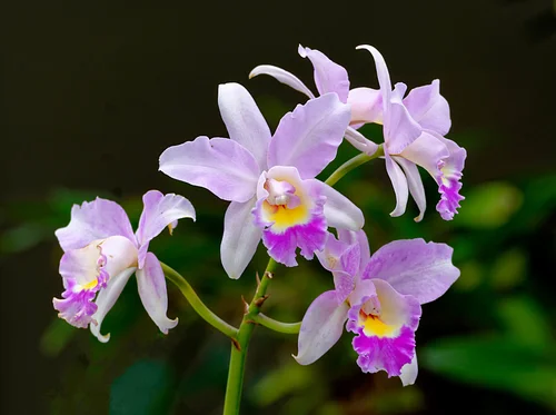 Naples Orchid Society Annual Show & Sale