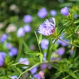 Kalmia Gardens