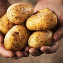Rooted in History: Long Island Potatoes