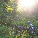 Mindfulness Meditation Walk (9/12)