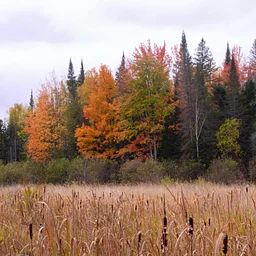 Wild Wednesday: Leaves Changing: Photoperiod & Tree Biology