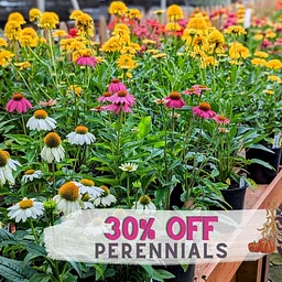 September Super Sale: 30% off Perennials