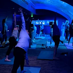 Mote SEA Restorative Yoga
