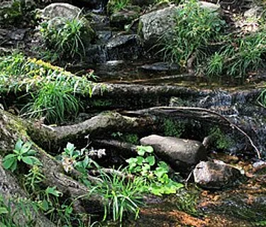 Ecology & The Forest for ages 12-15