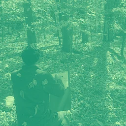 Forest Drawing