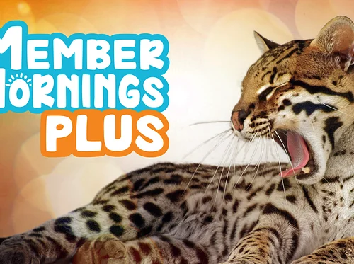 Member Mornings PLUS