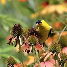 Seed Saving Workshop with Margaret Shea from Dropseed Nursery