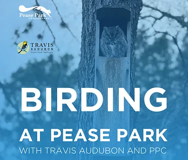 Birding at Pease Park
