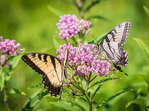 Garden & Estate Insider: Creating a Garden for Butterflies and Other Pollinators