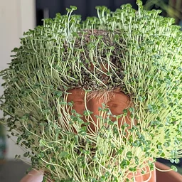 Chia Pet Pottery Class