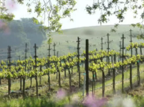 Vineyard Vinyasa - Clear & Flow