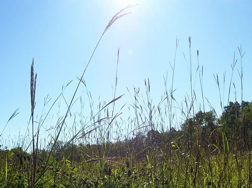 Wildflowers in the Prairie