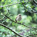 Backyard Birds