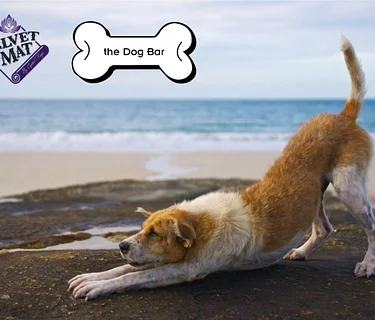 Sit, Stay, Down Dog!