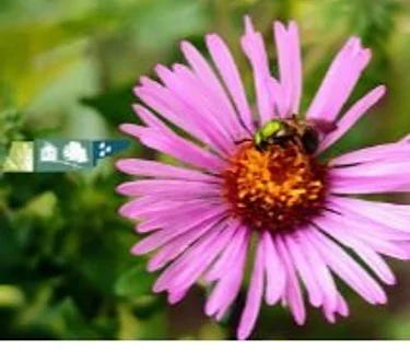 Sprout Your Smart Yard
