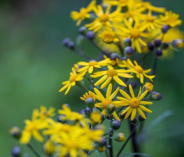 Hybrid Native Plants of Spring