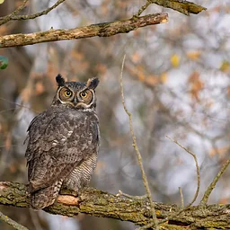 Conservancy Days: Owls of the Conservancy with Caitlyn Schuchhardt