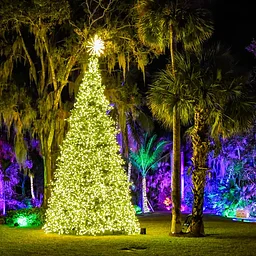 Jungle Lights