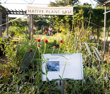 Members Only: Spring Native Plant Sale