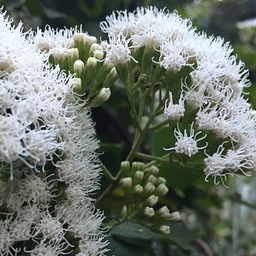 Guided Garden Tour – November 7