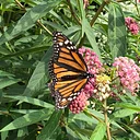 *EVENT FULL - READ BIO* Lafayette Greens Garden Volunteering