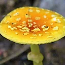 TRY IT! Beginner’s Mushroom Walk at Girty’s Woods