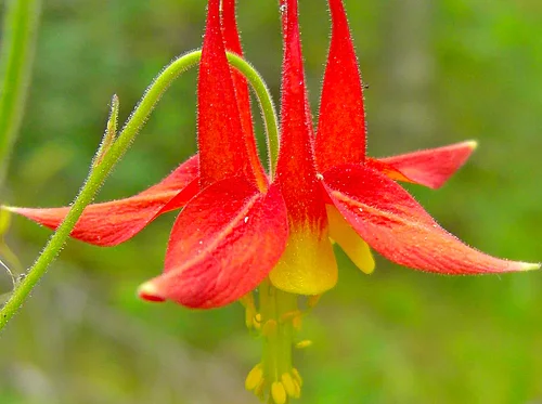 Native Plants and Pollinators