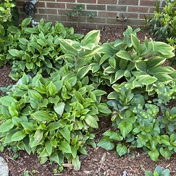 Gardening in the Shade: Unlocking the Hidden Potential of Your Landscape