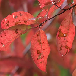 Fall Tree ID
