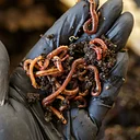 Vermicomposting Workshop