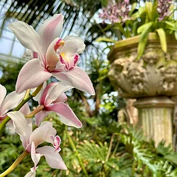 Orchids in the Winter