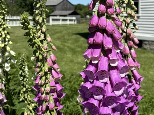 Poisonous Plants (Walk & Talk)