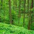 Hinchcliff Family Preserve
