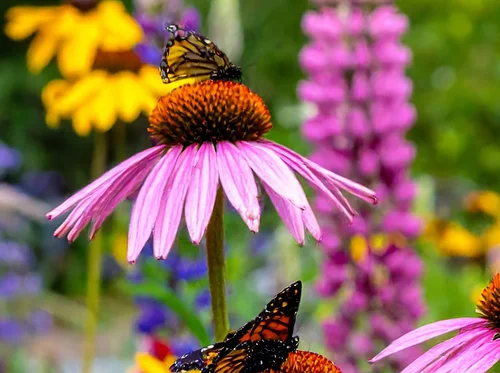 The Birds and the Bees and Beyond: The Inside Story of Pollination presented by Boulder County Parks and Open Space