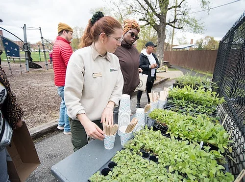 Gardening for all: Direct sow crops