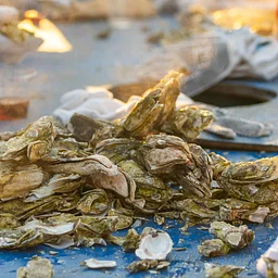 Lowcountry Oyster Festival
