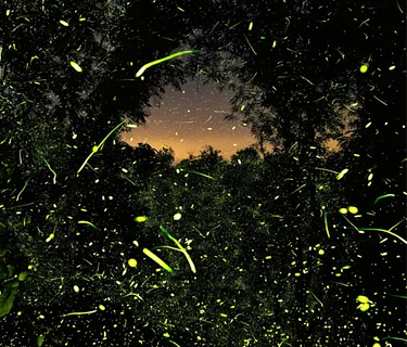 Into the Dark Film Screening and Firefly Walk with Fiona Otway and Pete Mauney
