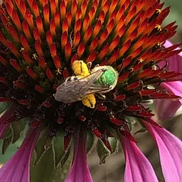 Mid-Coast Audubon: Promoting Bee Friendly Yards with Jennifer Lund
